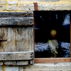 Volet et fenêtre avec animal sculpté derrière une vitre - Belgique  - collection de photos clin d'oeil, catégorie portes